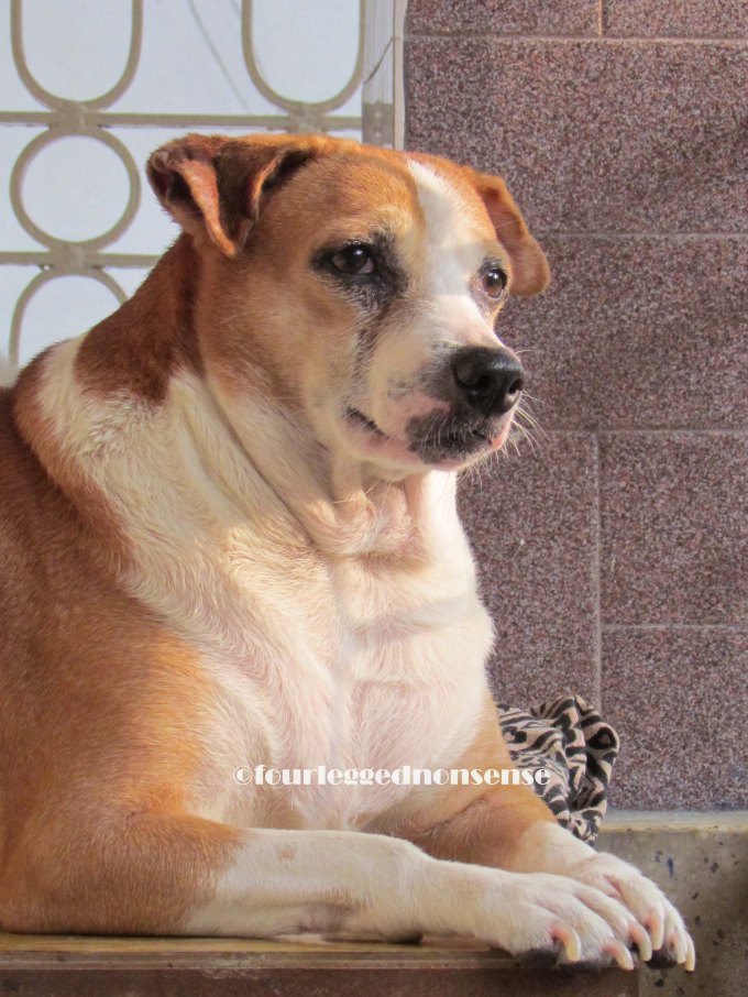 fourleggednonsense images