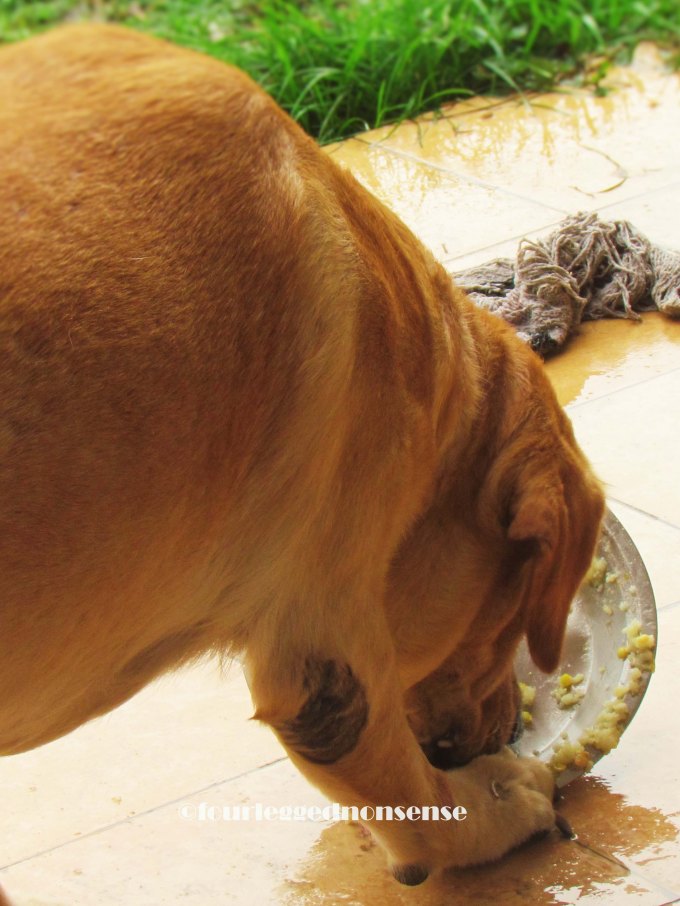 fourleggednonsense images