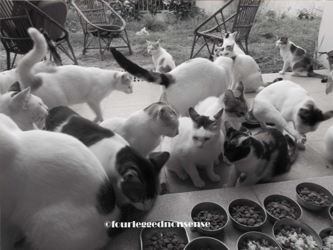 fourleggednonsense imagess