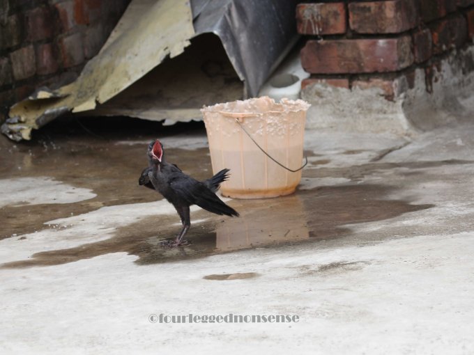 fourleggednonsense images2