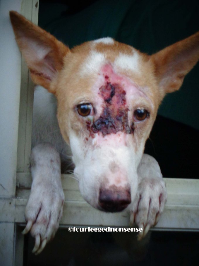 Peepers-Recovereddfvdf