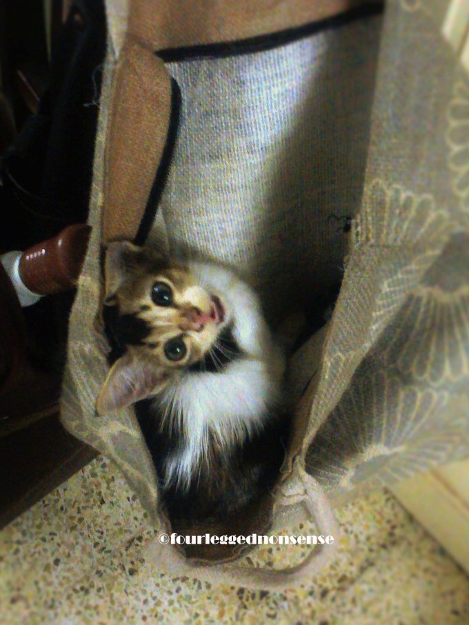 cat+bag_fourleggednonsense