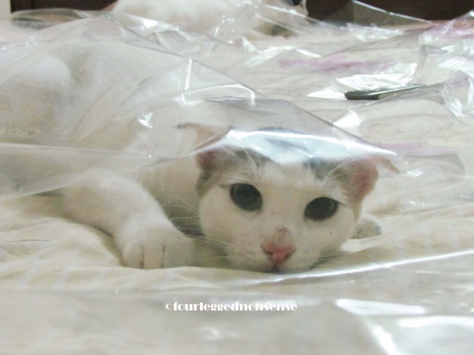 Cat+bed_fourleggednonsense