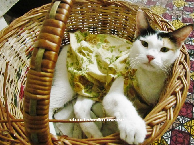 Catdress+basket_fourleggednonsense
