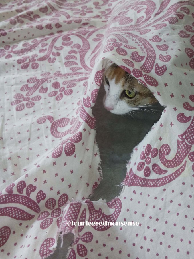 Cat+hiding_fourleggednonsense