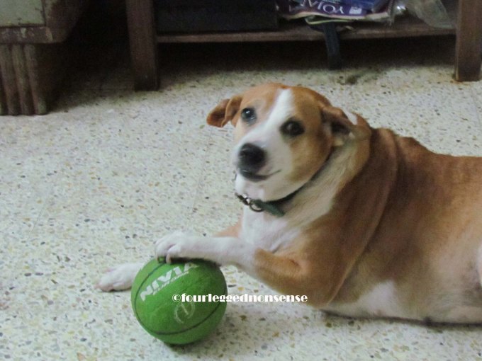 dog+ball_fourleggednonsense