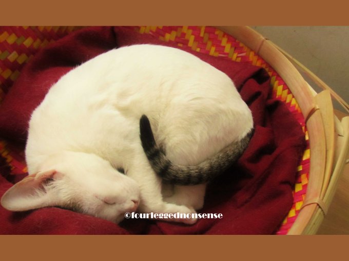 sleep+Cat+basket_fourleggednonsense
