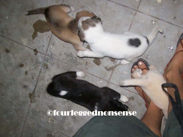 fourlegegdnonsense_patch6