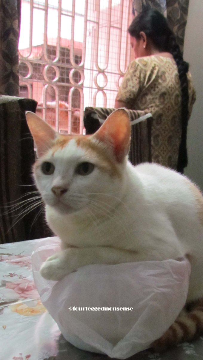 fourleggednonsense_circuit3a