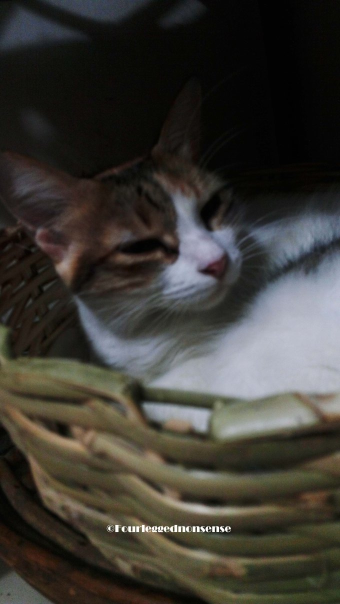 fourleggednonsense_littty1