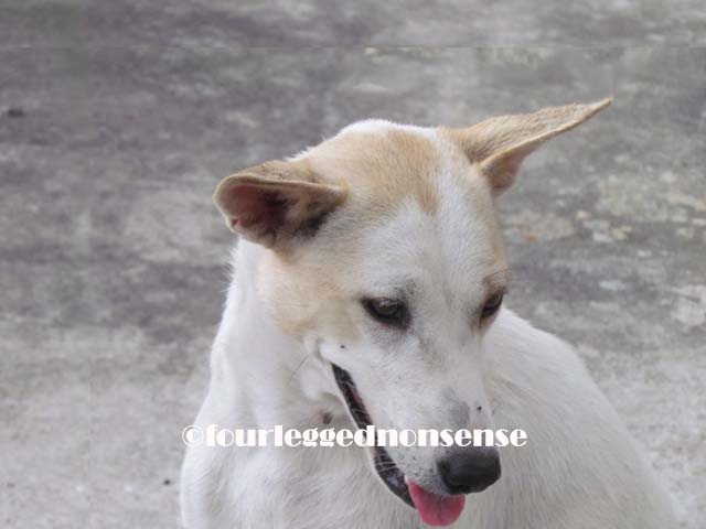 fourleggednonsense_patch-1