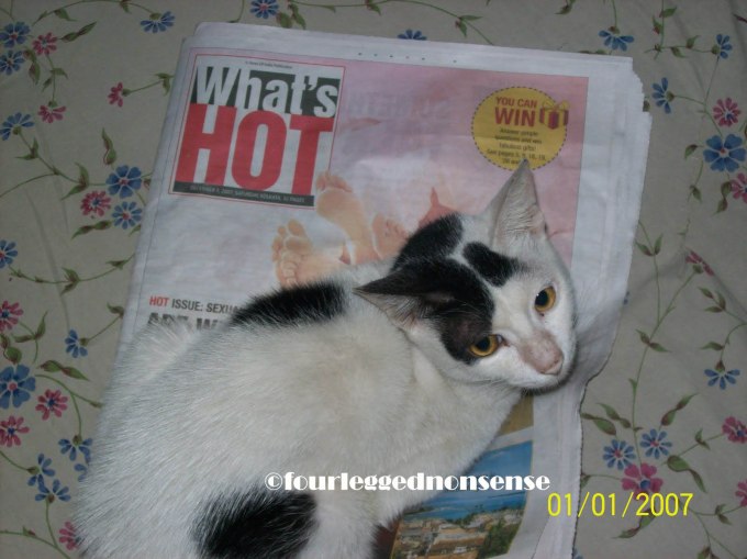 fourleggednonsense_dumby2