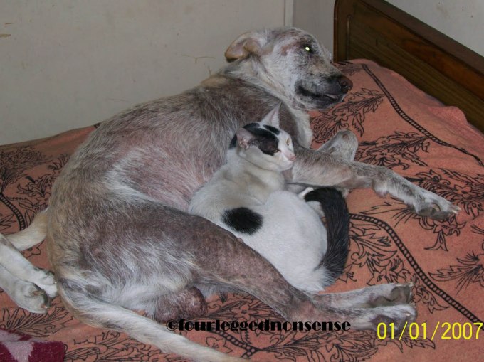 fourleggednonsense_dumbyspotty