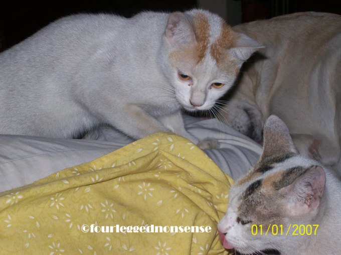 fourleggednonsense_gibly1