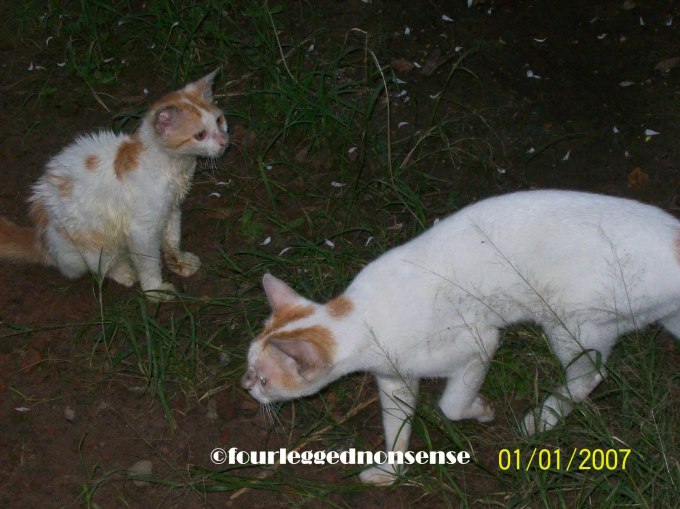 fourleggednonsense_gibly2