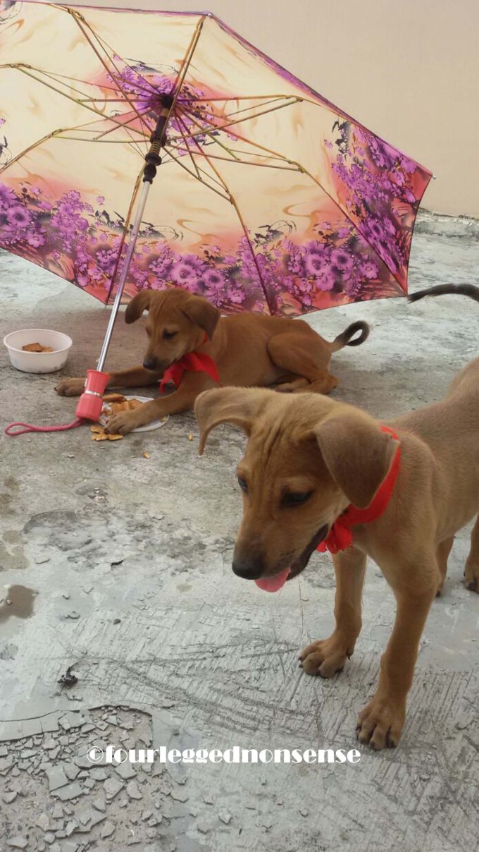 fourleggednonsense_veronica5