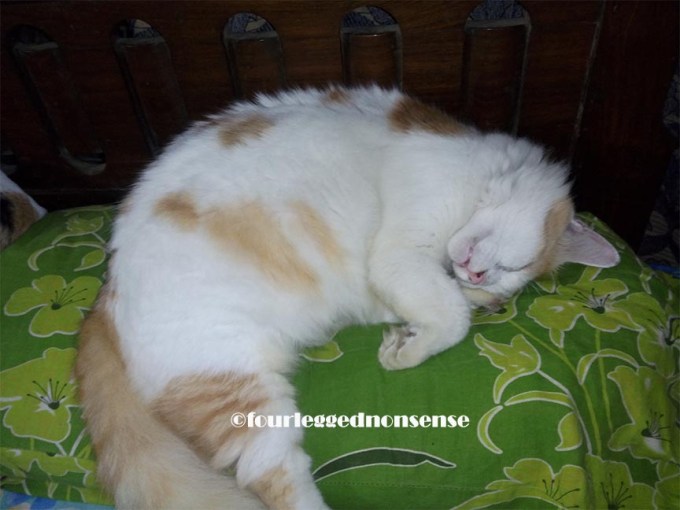 fourleggednonsense_puddy4