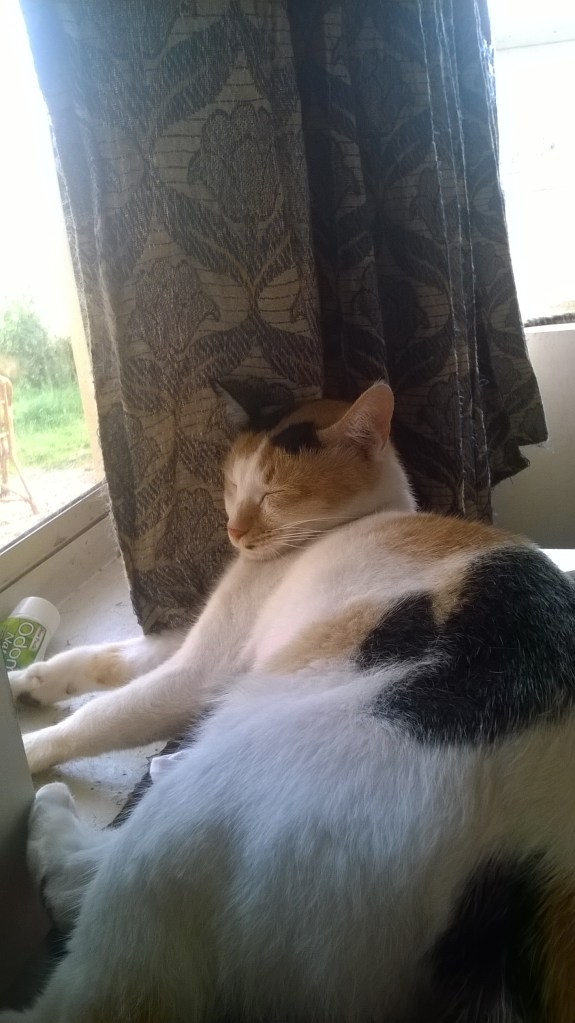 WP_20160304_08_08_29_Pro